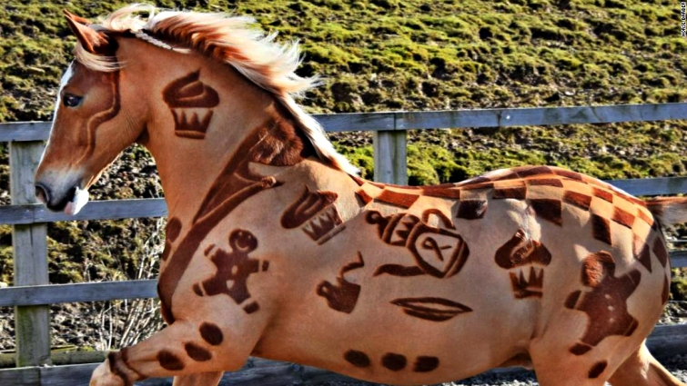 Finished horse coat art design