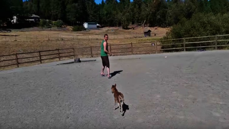 Adorable miniature horse with owner
