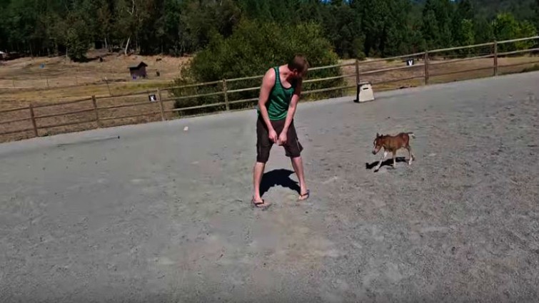 Mini horse therapy animal