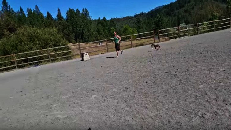 Mini horse playful interaction