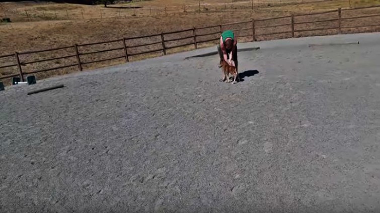 Miniature horse bonding with owner