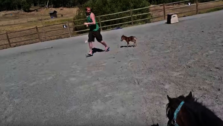 Cute mini horse moments