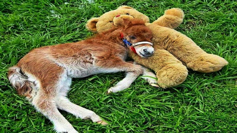 Adorable mini horse photo 1