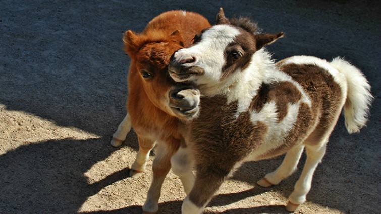 Cute mini horse photo 2