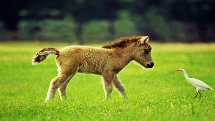 Precious mini horse photo 3