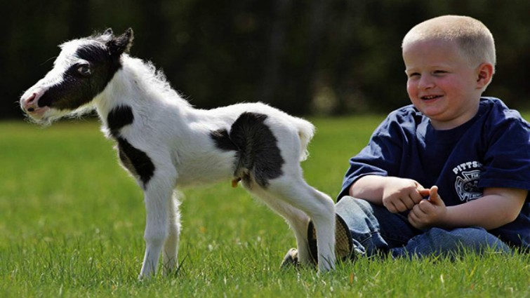 Adorable mini horse photo 4