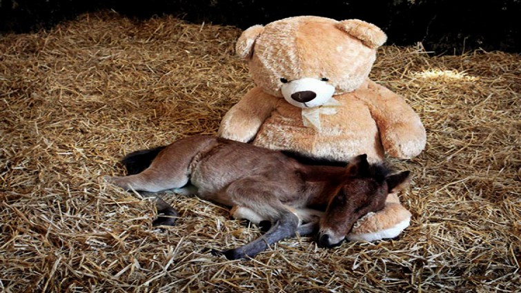 Sweet mini horse photo 5