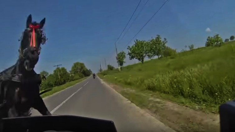 Horse on roadway posing danger to drivers