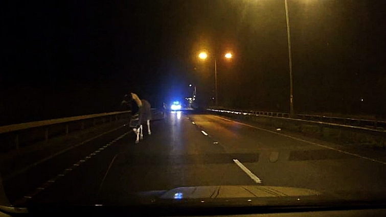 Police pursuing escaped horses