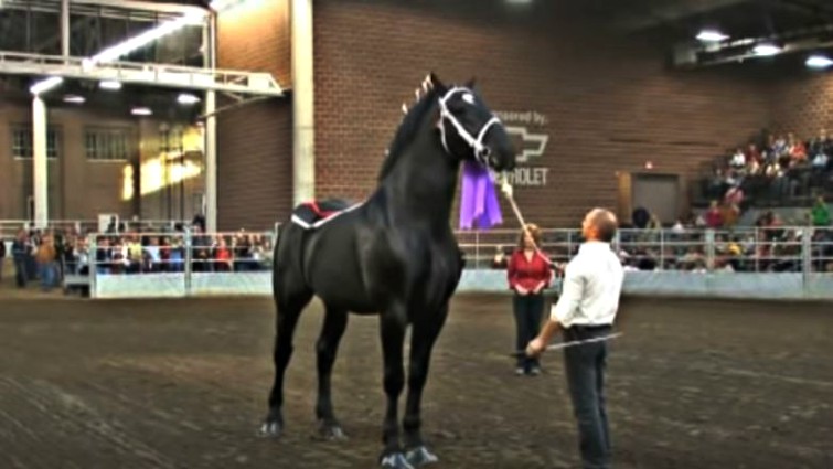 This image has an empty alt attribute; its file name is moos2.jpg