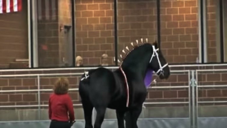 Percheron performing at championship
