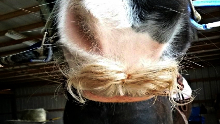 Close-up of horse facial hair