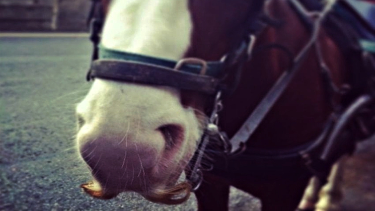 Horse displaying full mustache growth