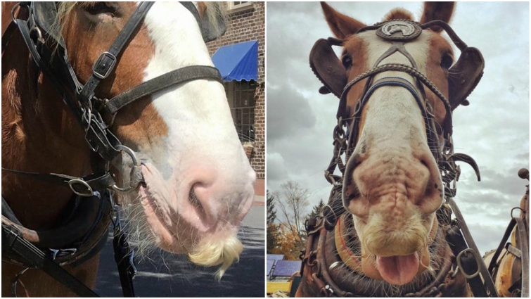 Stallion with impressive whiskers