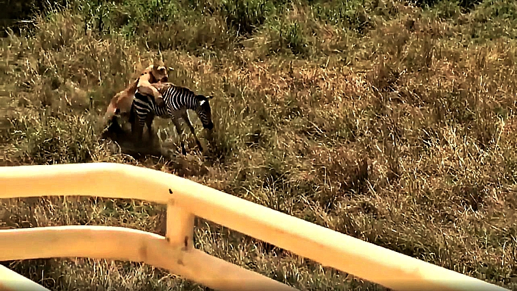Mother zebra protecting her foal