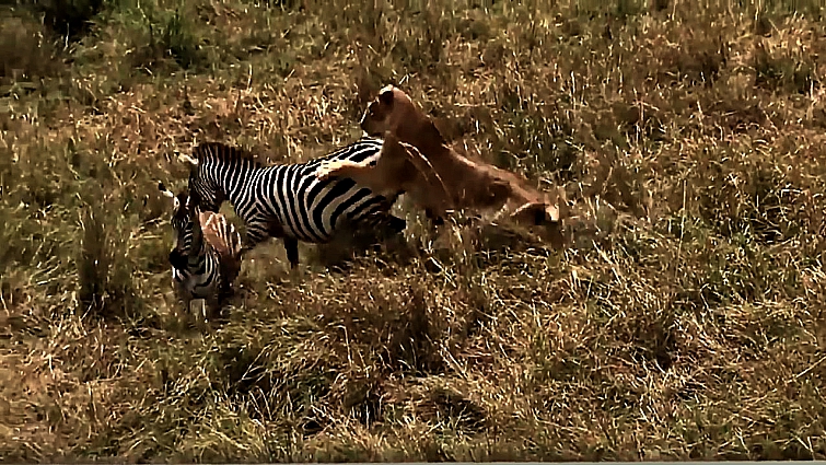Zebra herd sleeping in shifts