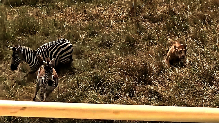 Zebra stripes provide camouflage