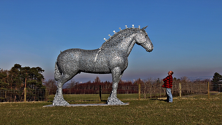 Clydesdale horse side profile showing breed standards