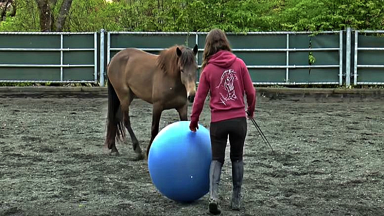 Mustang training progress