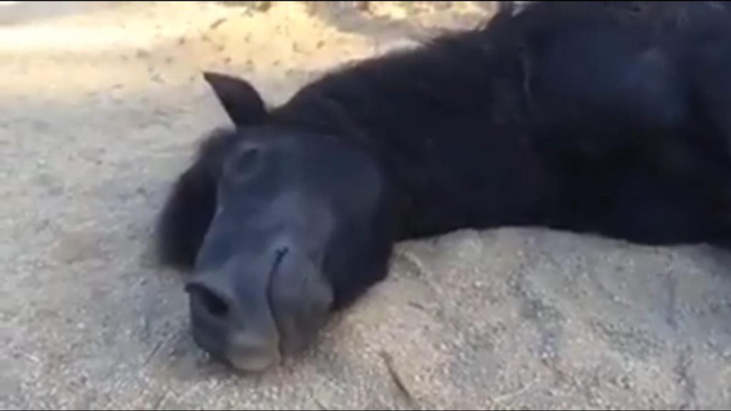 Horse sleeping peacefully on the ground