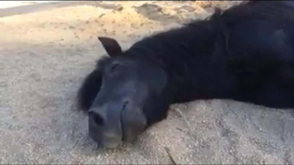 Close-up of horse smiling while dreaming