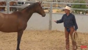 Horse whisperer techniques