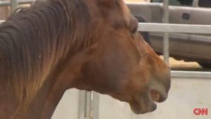Horse communication connection