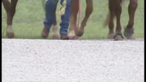 Therapeutic horse connection