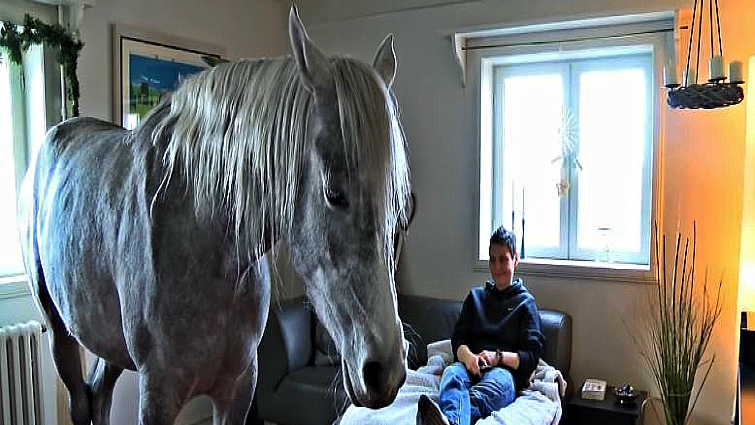 Nasar the Arabian horse indoors