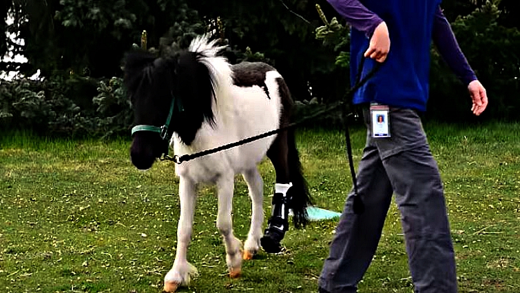 Mini horse Shine with prosthetic leg