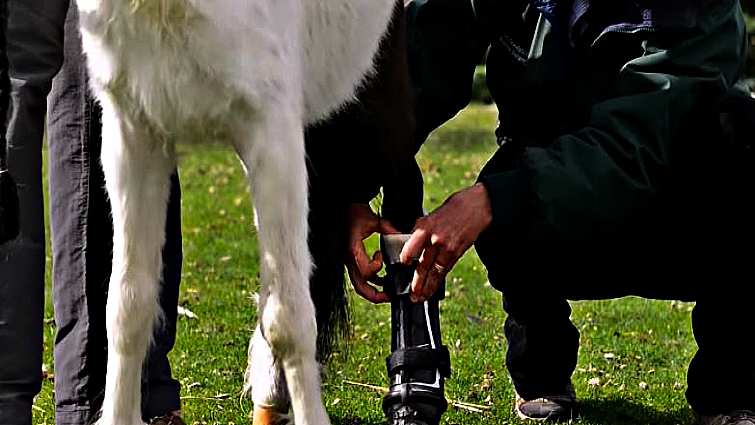 Shine enjoying his new mobility