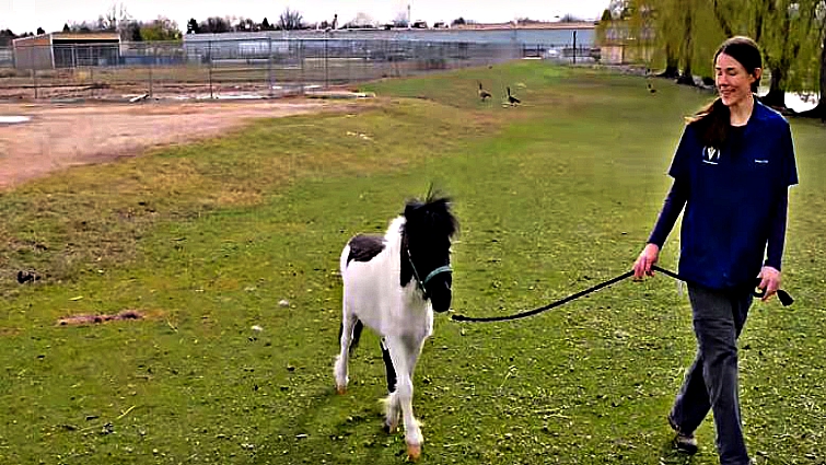 Colorado State University Vet Teaching Hospital team