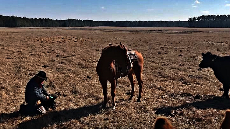 Stallion Red protecting rancher during calf branding