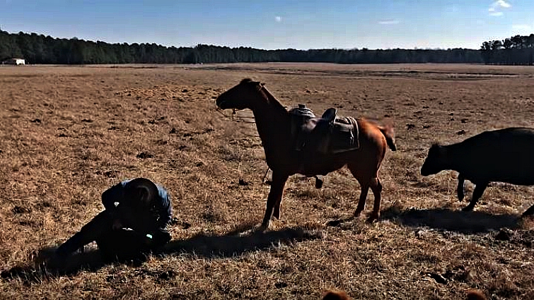 Horse protecting rancher from cow