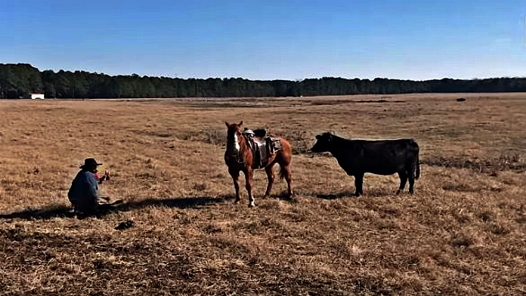 Mother cow protecting her calf
