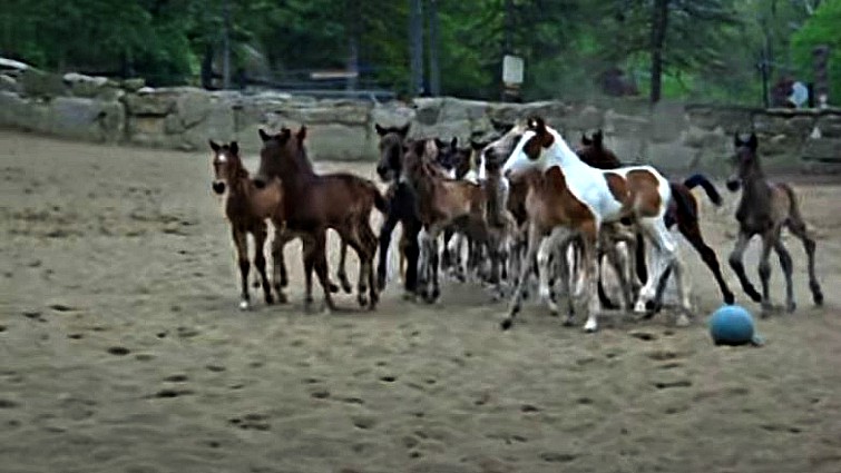 This image has an empty alt attribute; its file name is nmf2.jpg