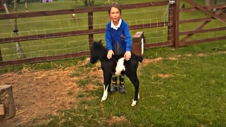 Shetland pony with toddler