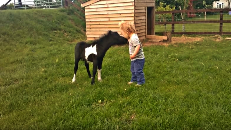 Child petting Shetland pony