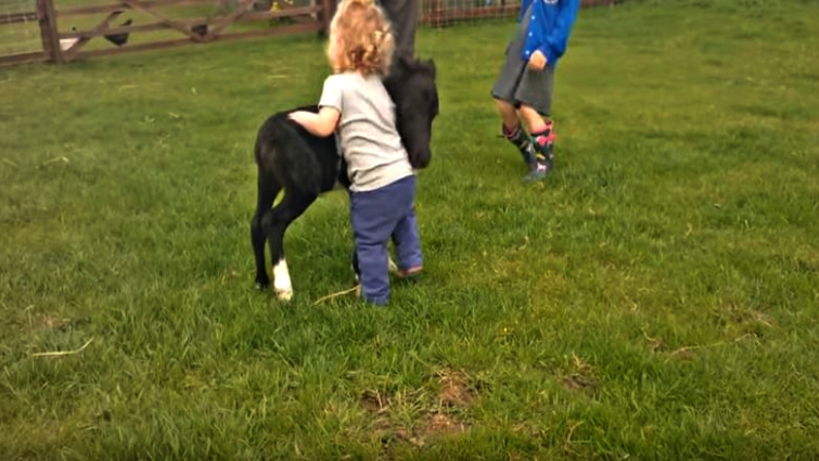 Shetland pony foal with young child