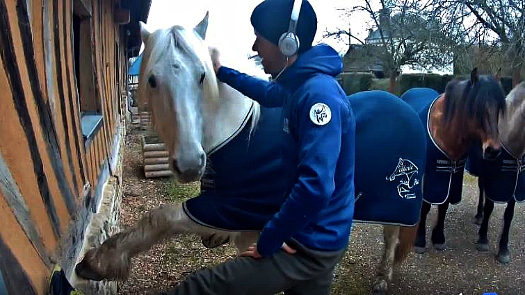 Morning exercise with horses