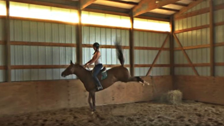 Sassy mare in pasture