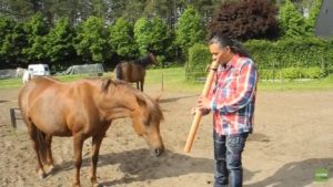 Horses captivated by flute music