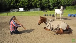 Horse listening intently to performance