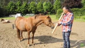 Horses enjoying beautiful flute performance