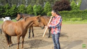 Horses listening to contrabass flute music