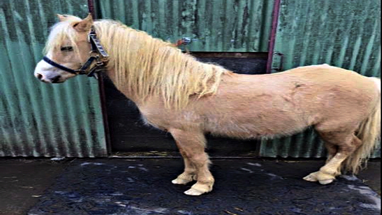 Sonny the pony with Lisa Soanes