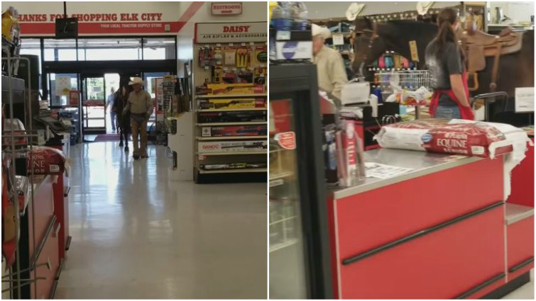 Horse in Tractor Supply Store