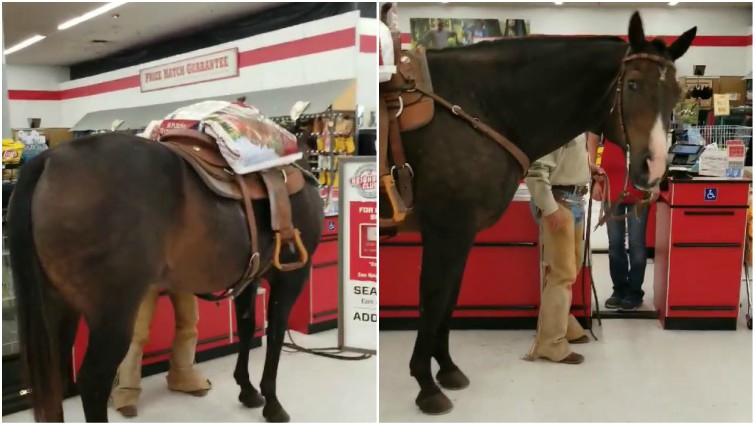 Horse Shopping Experience