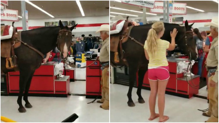 Horse Walking Through Store Aisles