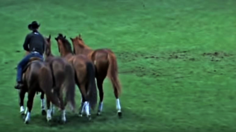 Horse performance